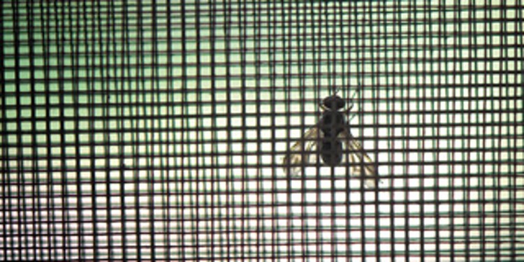 Insect Screens